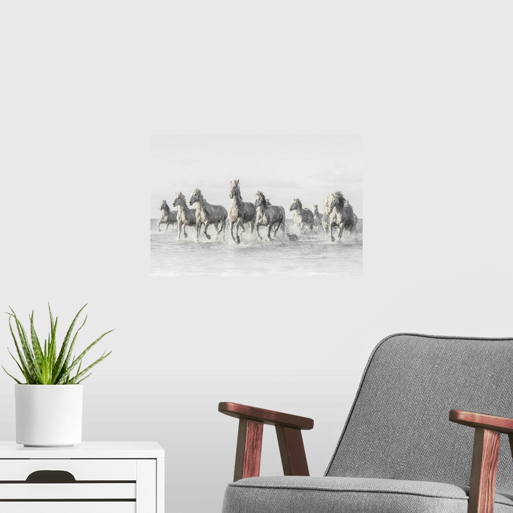 A modern room featuring These white horses born in the Camargue are an ancient breed, originally from the Camargue in Fra...