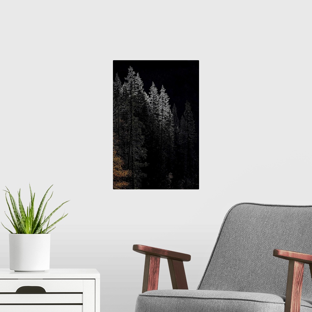 A modern room featuring A group of very tall trees in Fall in the mountains of British Columbia, Canada. The trees glowin...