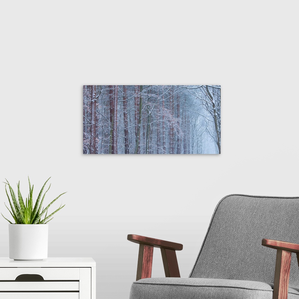 A modern room featuring A melancholy cool blue grey image of an avenue of trees in hoar frost and snow receeding into a p...