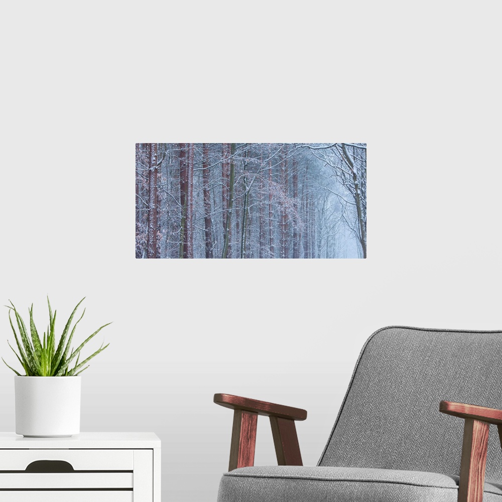 A modern room featuring A melancholy cool blue grey image of an avenue of trees in hoar frost and snow receeding into a p...