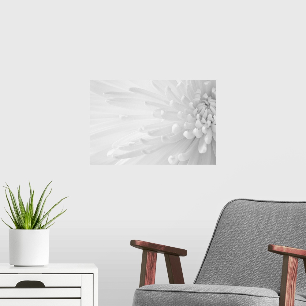 A modern room featuring A soft contemporary close-up of an open Crysanthemum flower in monochrome black and white.