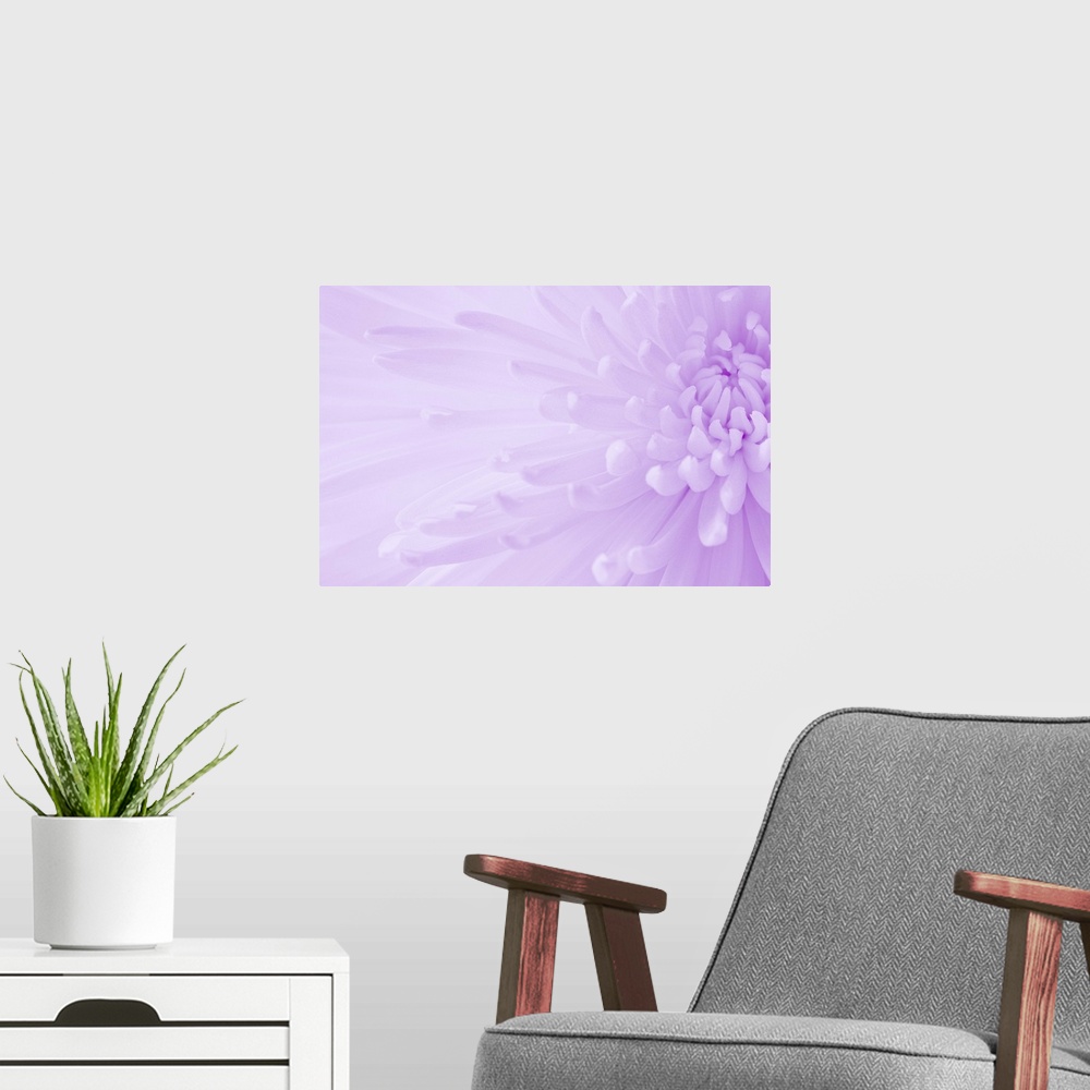 A modern room featuring A soft contemporary close-up of an open Crysanthemum flower in pale pink purple.