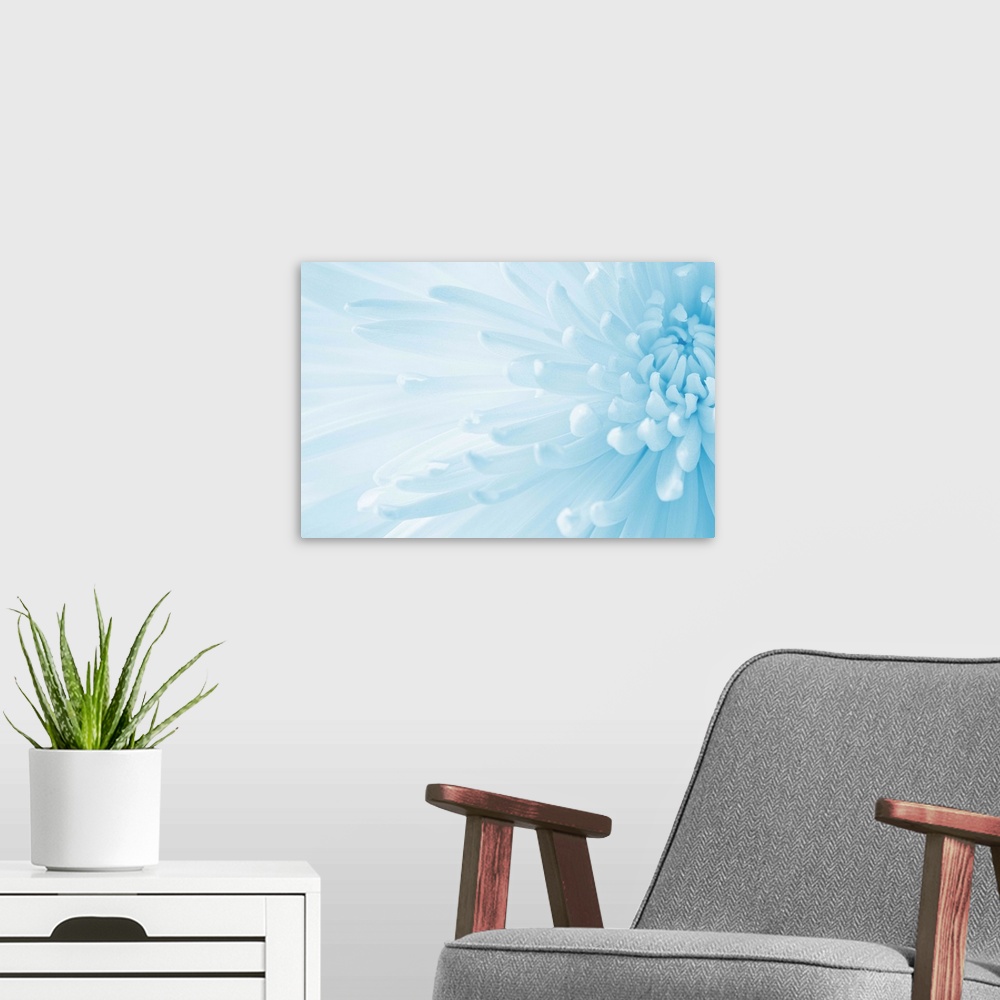 A modern room featuring A soft contemporary close-up of an open Crysanthemum flower in pale cool blue.