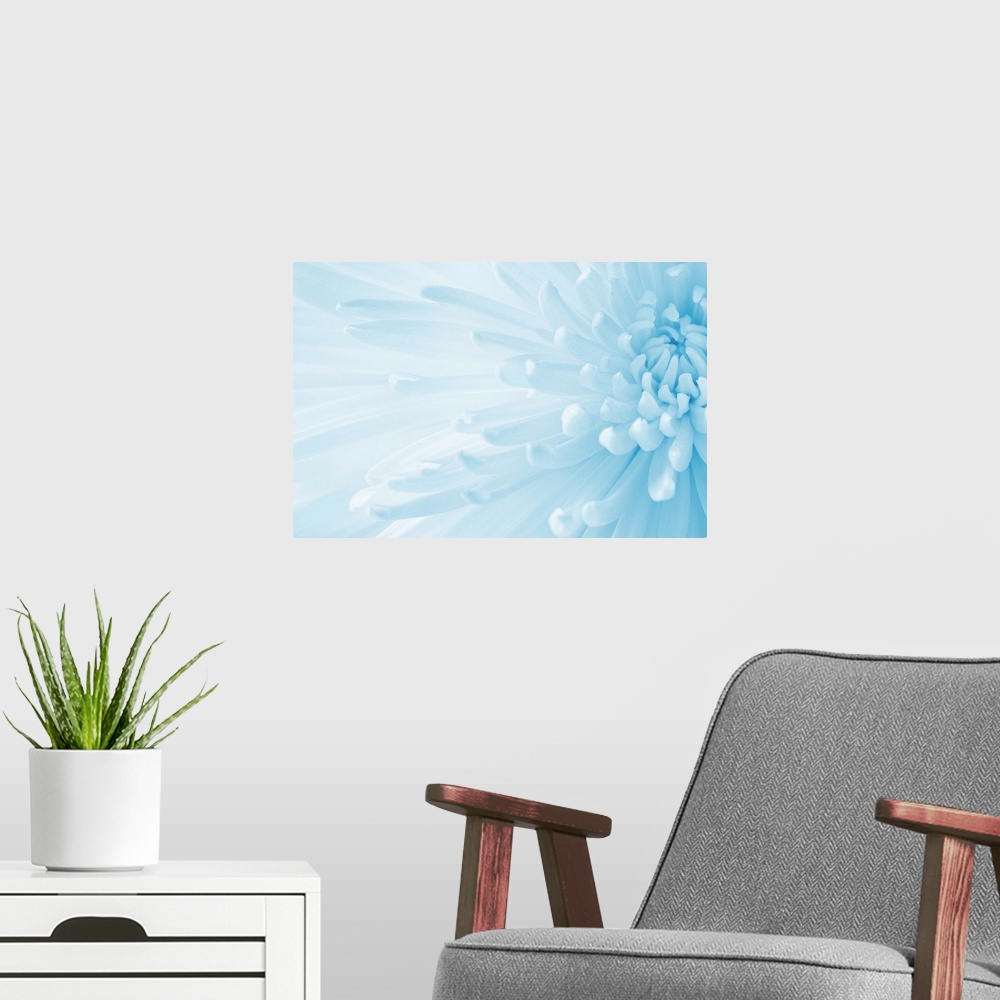 A modern room featuring A soft contemporary close-up of an open Crysanthemum flower in pale cool blue.