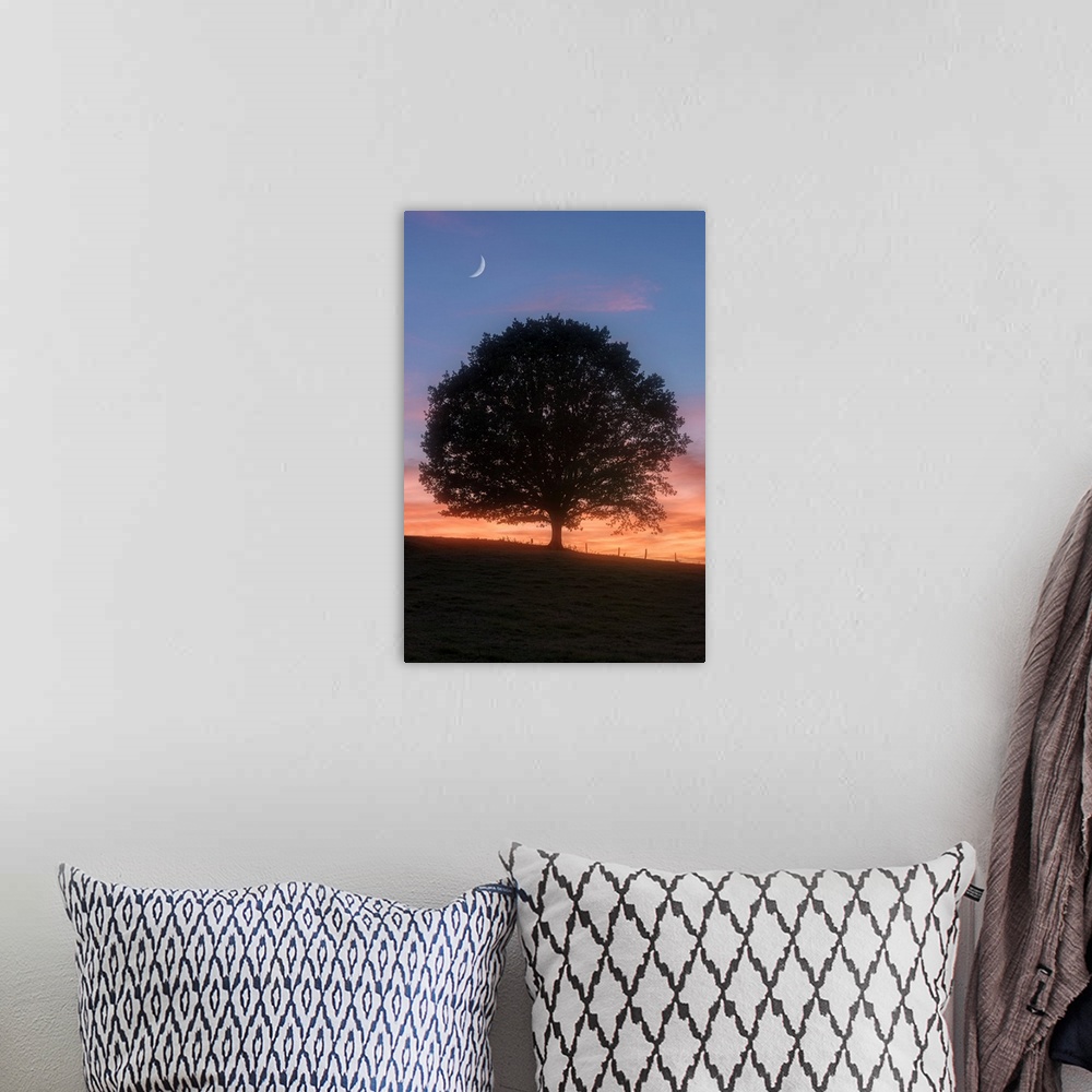 A bohemian room featuring Silhouette of a tree in the evening with the moon above.