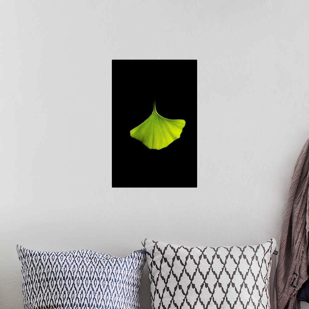 A bohemian room featuring Green ginkgo leaf close up on black background