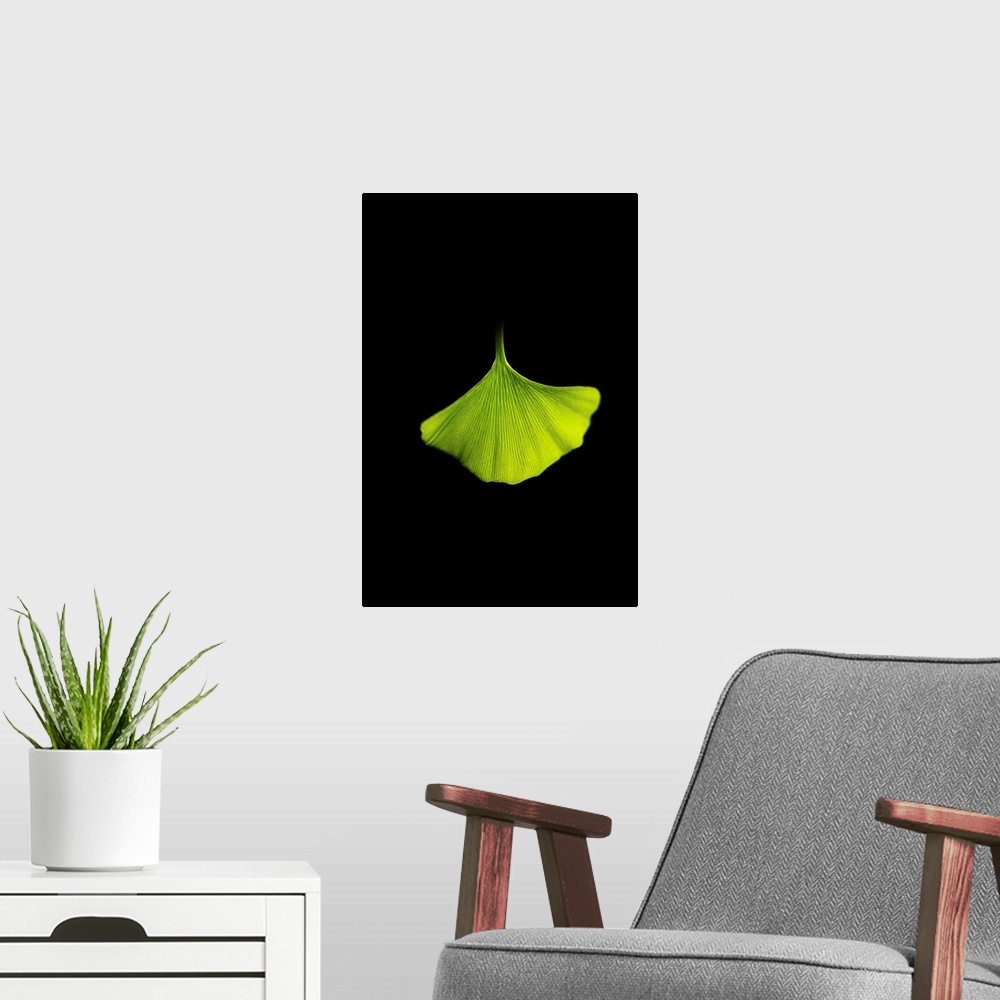 A modern room featuring Green ginkgo leaf close up on black background