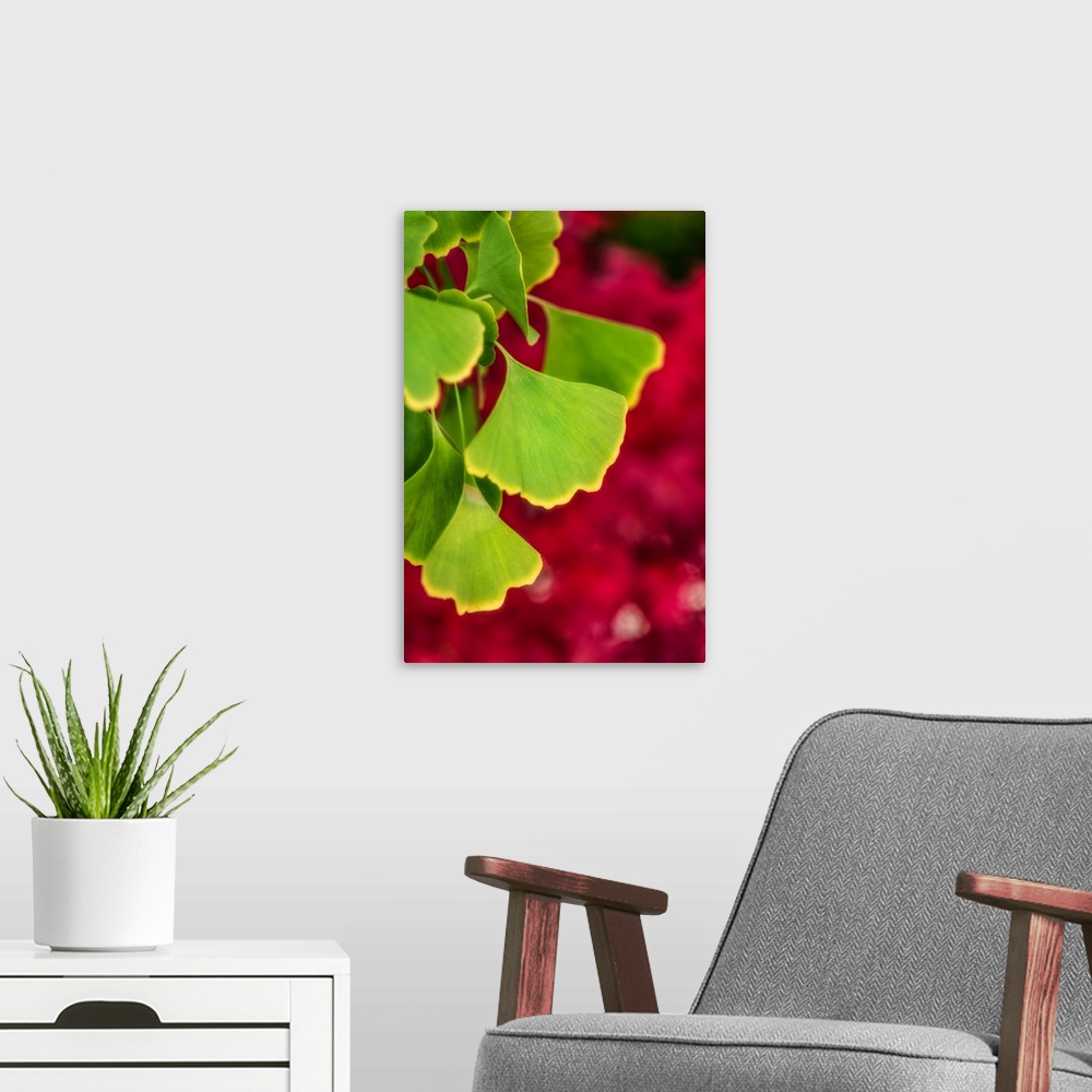 A modern room featuring Close up of gingko leaves in front of a red background