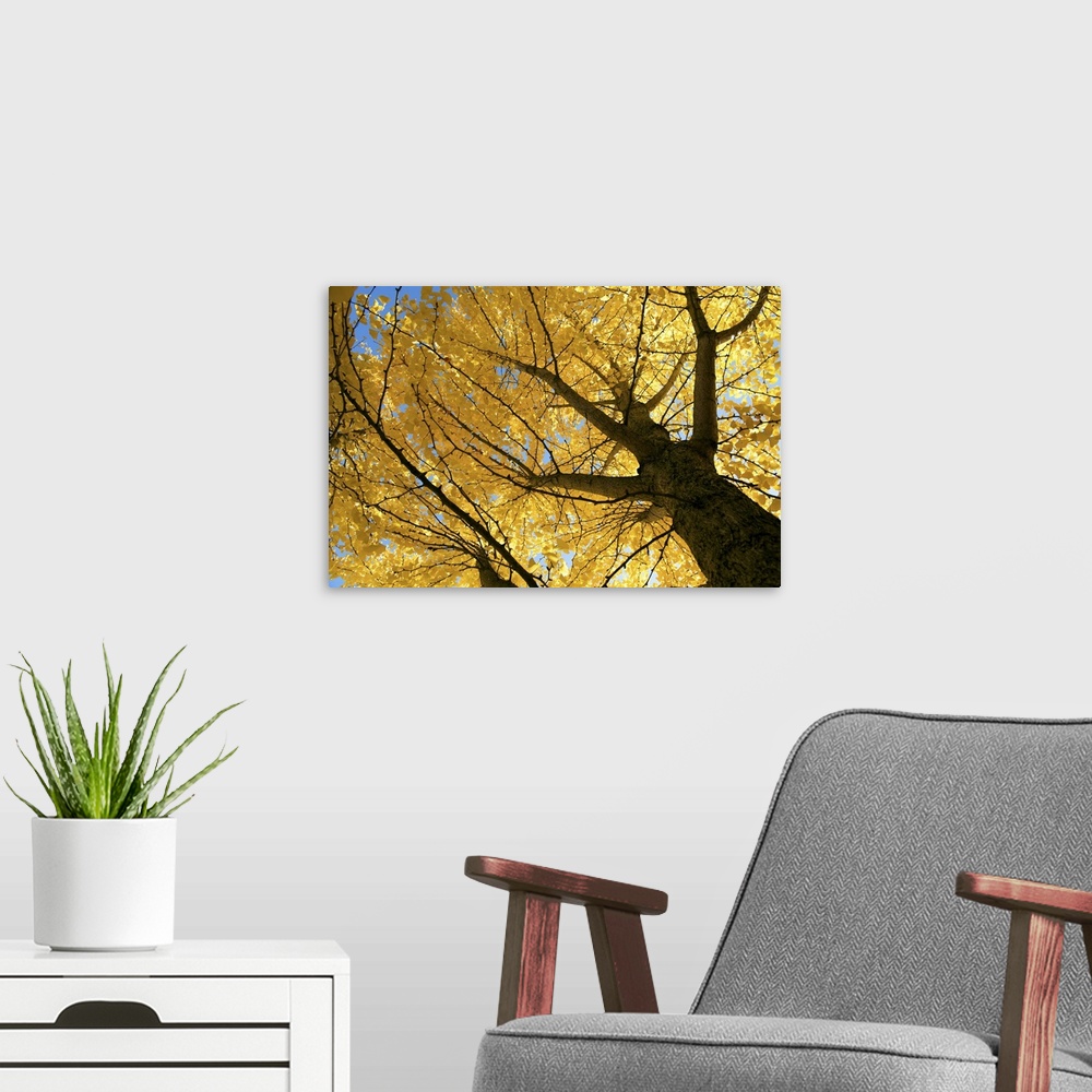 A modern room featuring A Maidenhair (ginkgo) tree with golden blossoms.