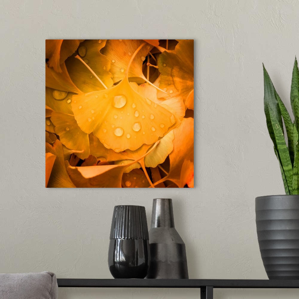 A modern room featuring Dew drops on a yellow ginkgo leaf in the fall.