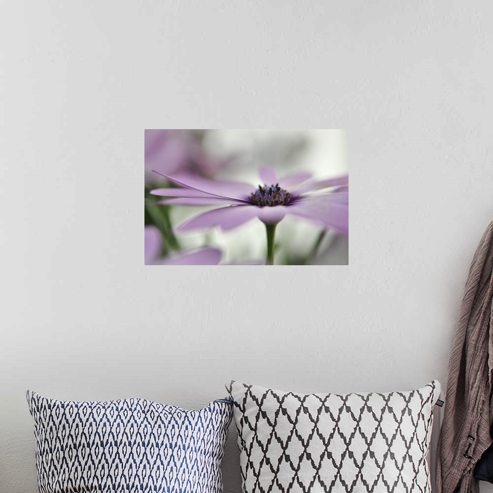 A bohemian room featuring A macro photograph of a pink flower.