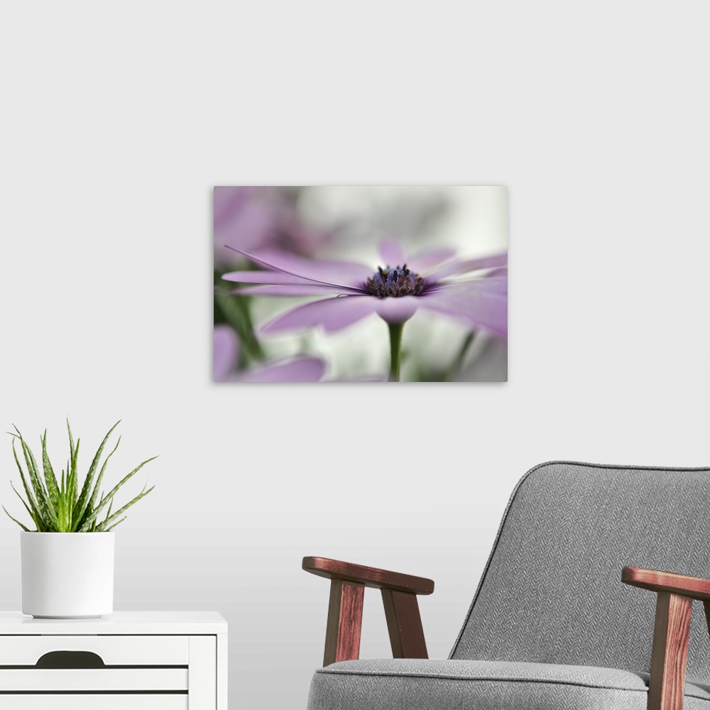 A modern room featuring A macro photograph of a pink flower.