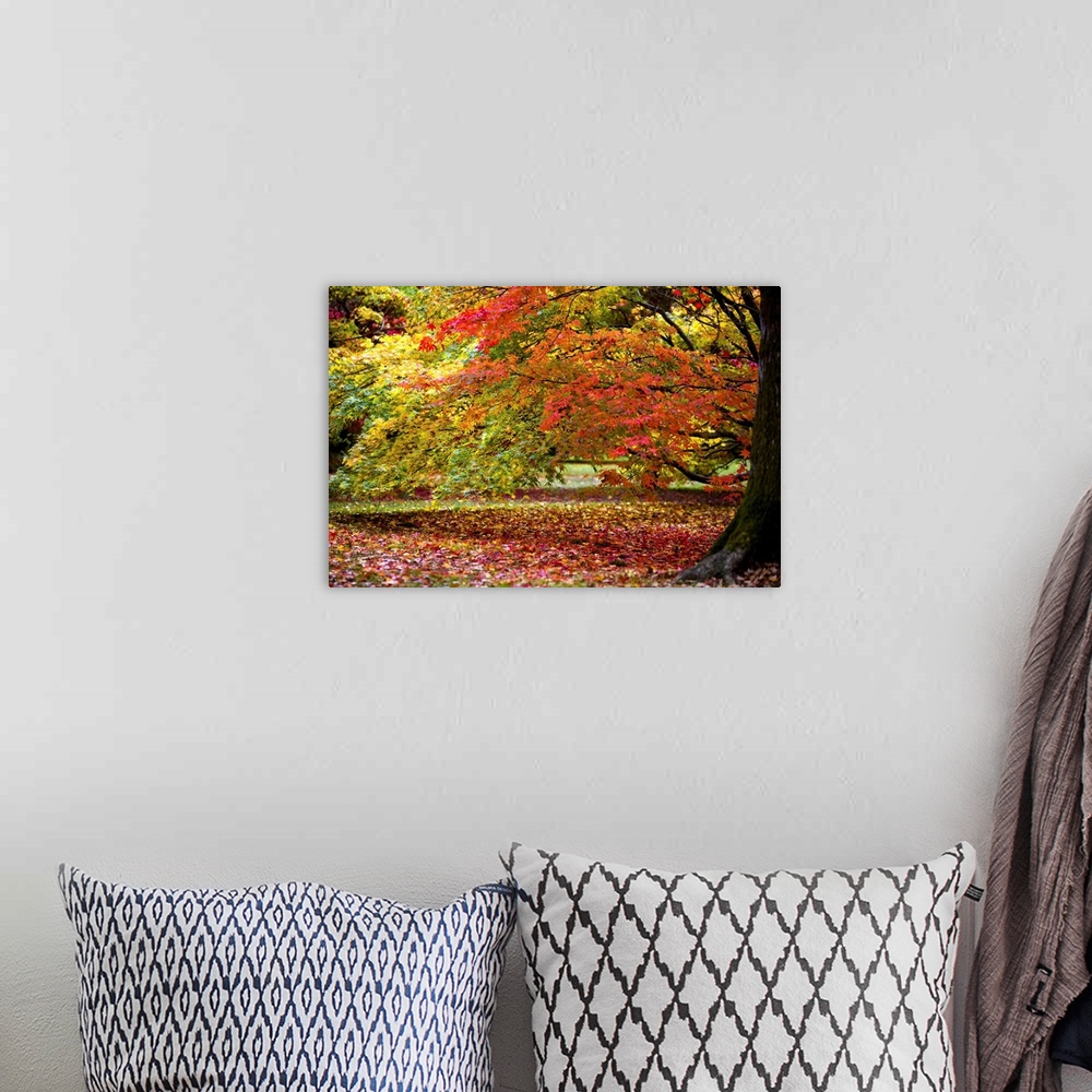A bohemian room featuring Horizontal canvas of trees with bright fall foliage on them and also sprinkled on the ground.