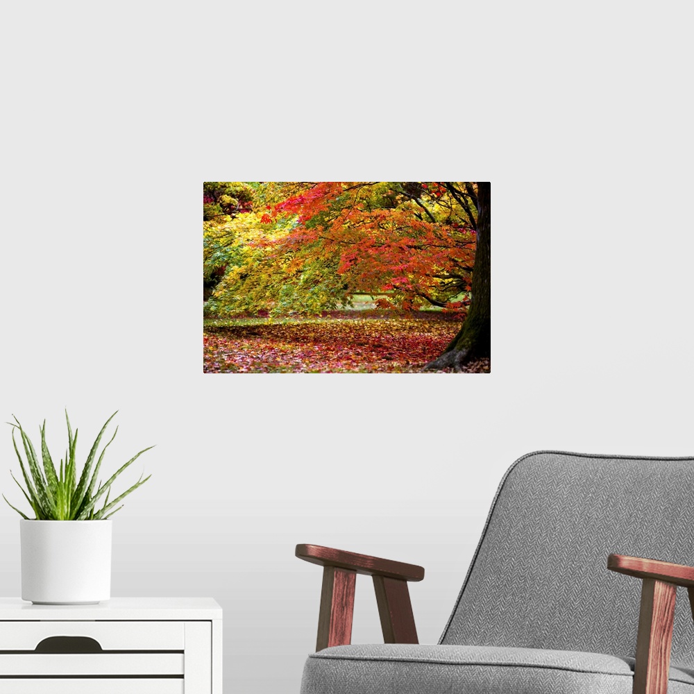 A modern room featuring Horizontal canvas of trees with bright fall foliage on them and also sprinkled on the ground.