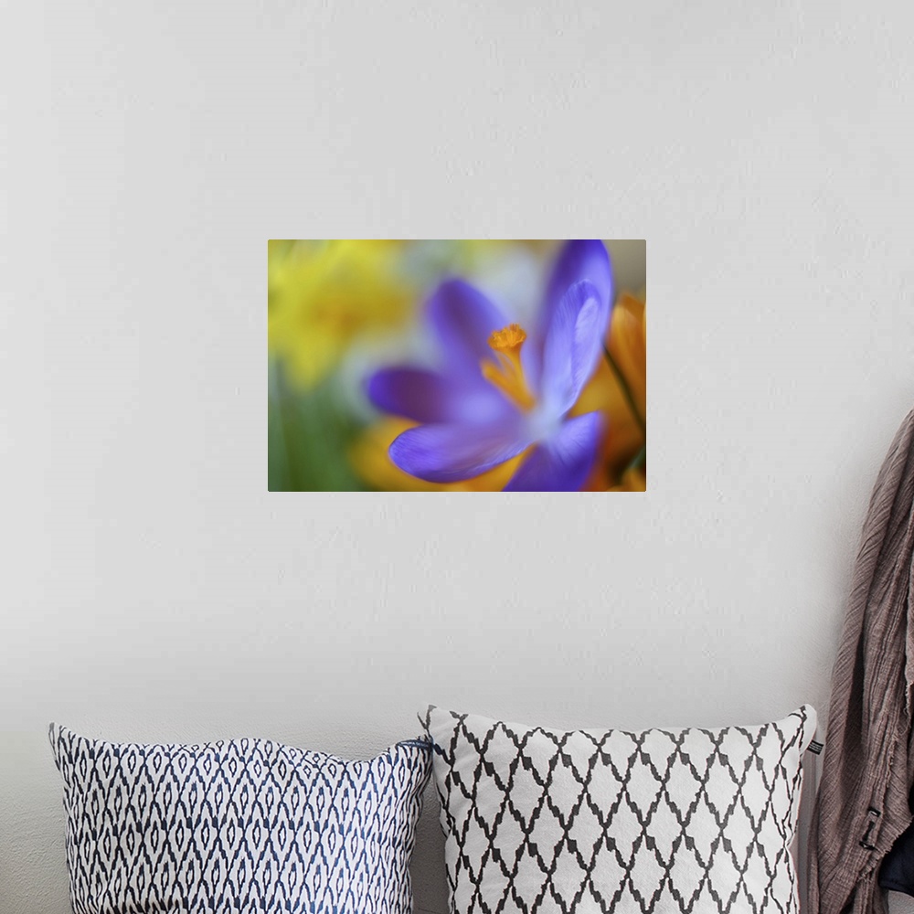 A bohemian room featuring A close-up photograph of a purple flower against an abstract background.