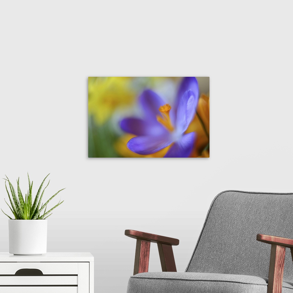 A modern room featuring A close-up photograph of a purple flower against an abstract background.
