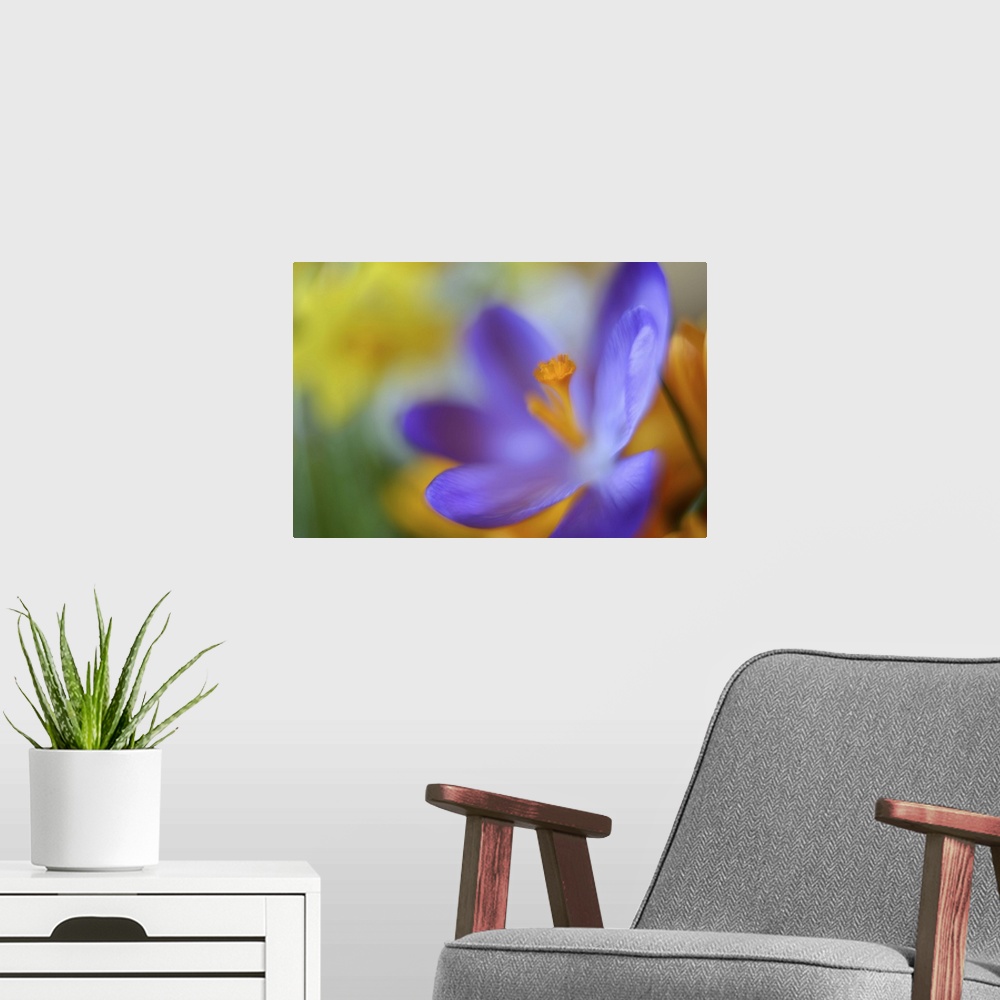 A modern room featuring A close-up photograph of a purple flower against an abstract background.