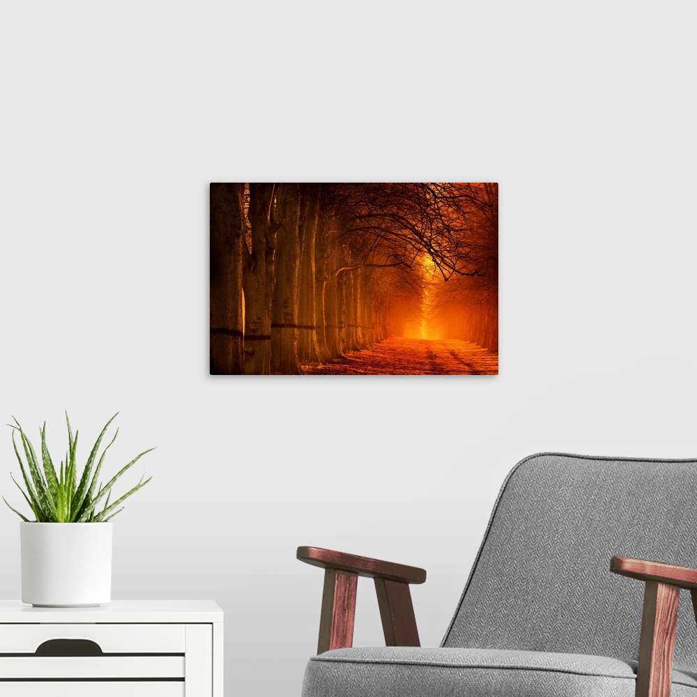 A modern room featuring A tranquil glowing warm orange avenue of trees receeding into the distance.