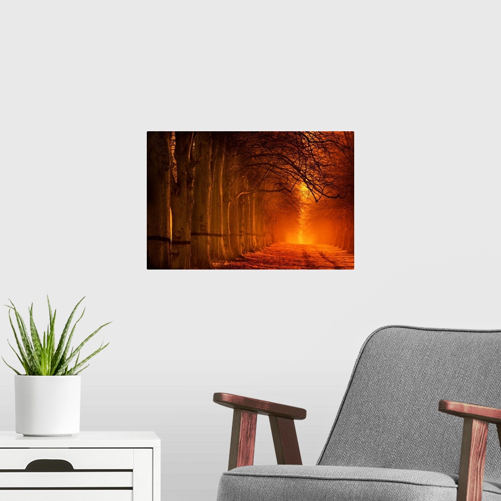 A modern room featuring A tranquil glowing warm orange avenue of trees receeding into the distance.