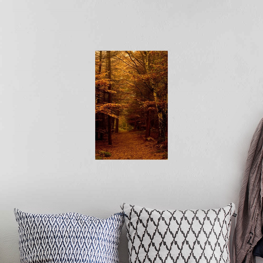 A bohemian room featuring An autumn avenue of leafy trees through a beautiful woodland in the mist.