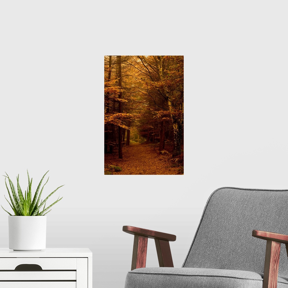 A modern room featuring An autumn avenue of leafy trees through a beautiful woodland in the mist.