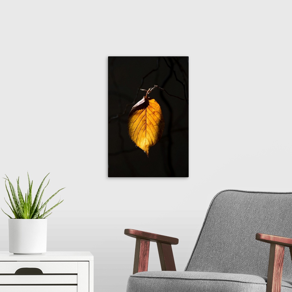 A modern room featuring Fine art photo of a single leaf in the sunlight against a dark background.