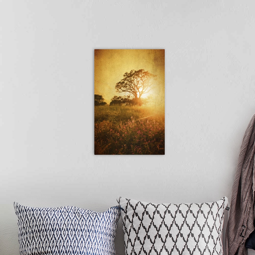 A bohemian room featuring Sunset with tree in meadow