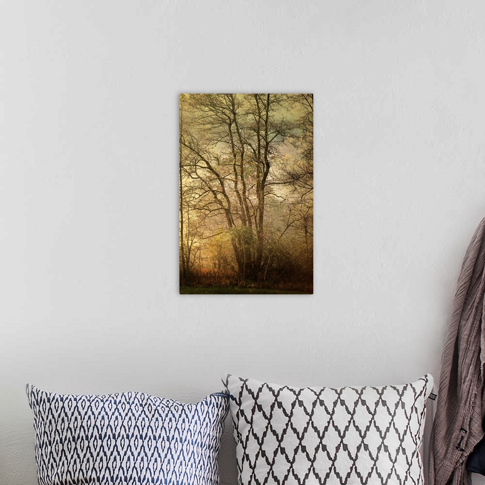A bohemian room featuring Fine art photo of a dense forest in the late afternoon with golden light from the setting sun.