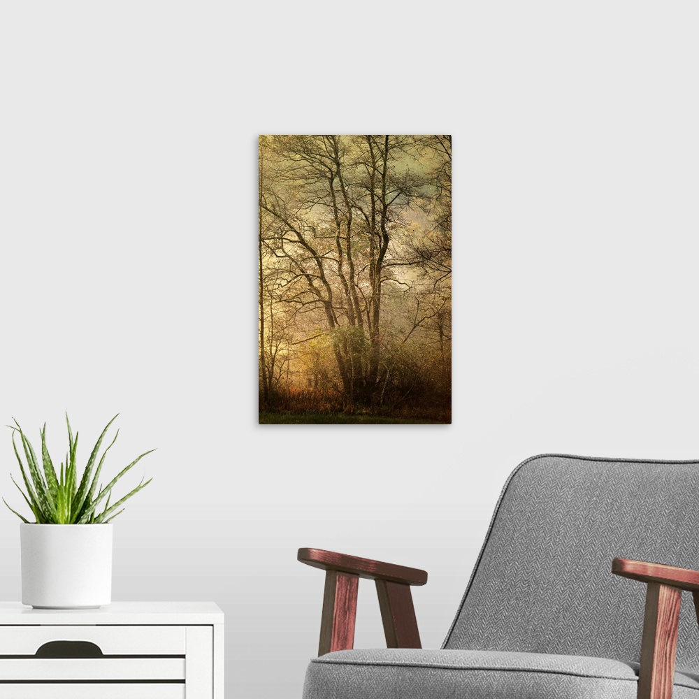 A modern room featuring Fine art photo of a dense forest in the late afternoon with golden light from the setting sun.
