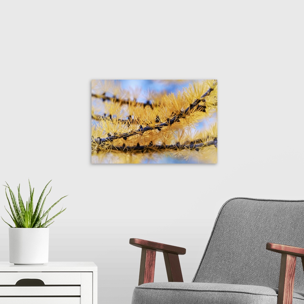A modern room featuring Closeup of a larch branch in late September, Fall in the mountains.