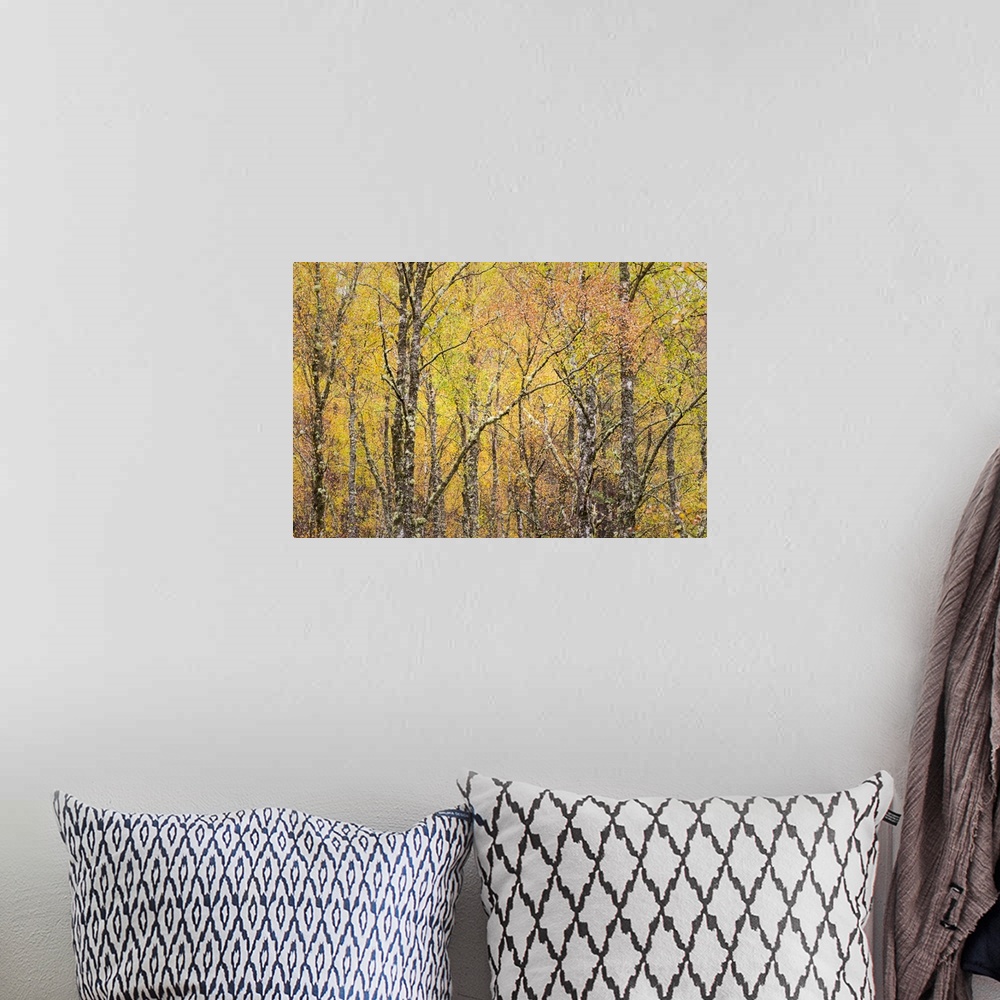 A bohemian room featuring A photograph of a forest in autumn foliage.
