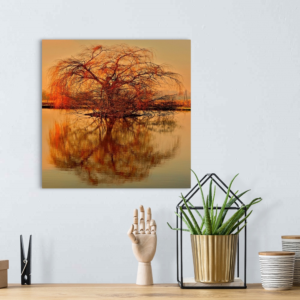 A bohemian room featuring A weeping willow gross alone on a tiny island in the middle of a pond, its branches reflect in th...