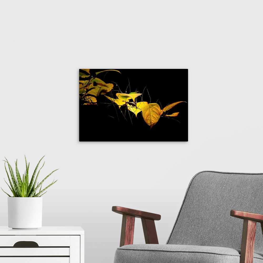 A modern room featuring Yellow leaves on black background