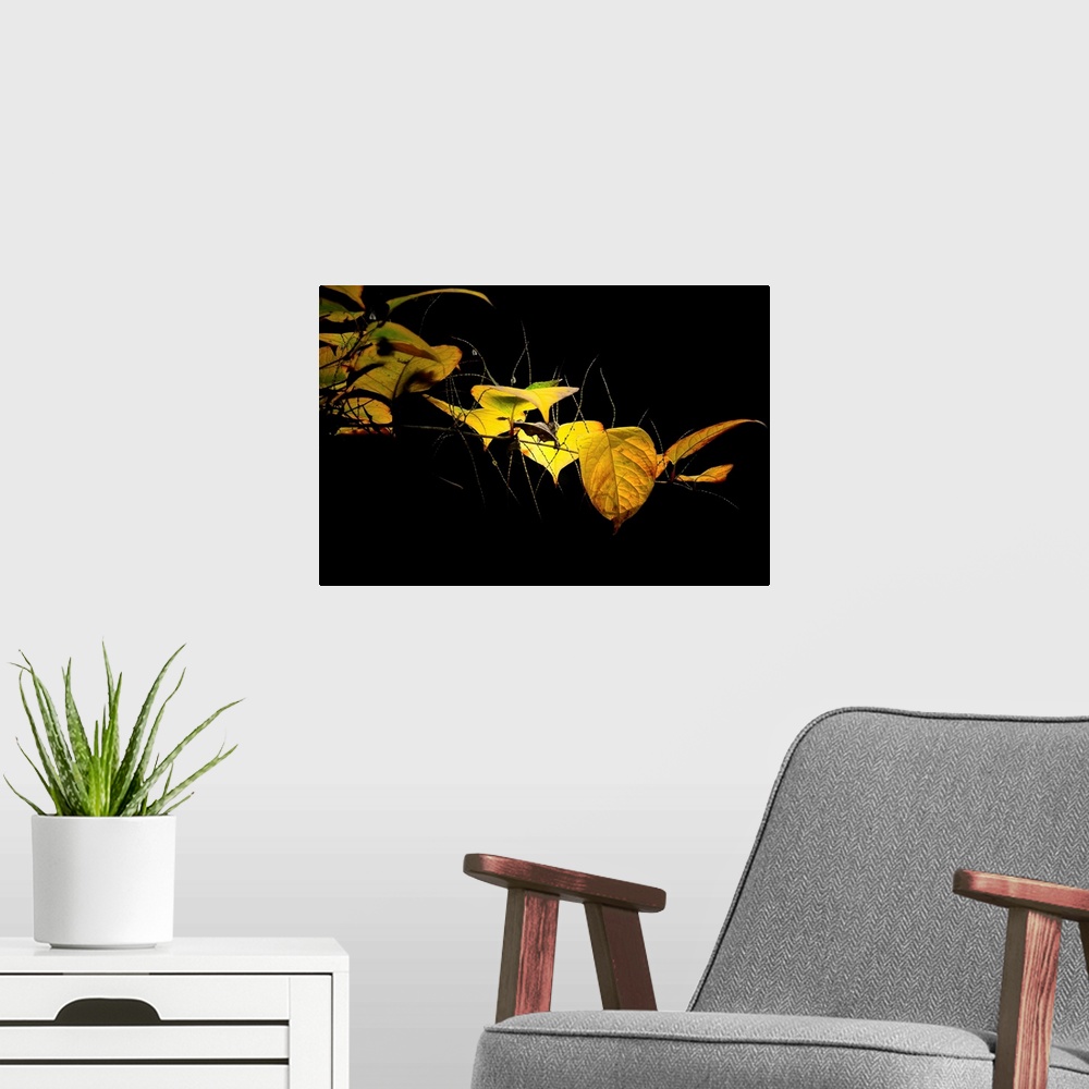 A modern room featuring Yellow leaves on black background