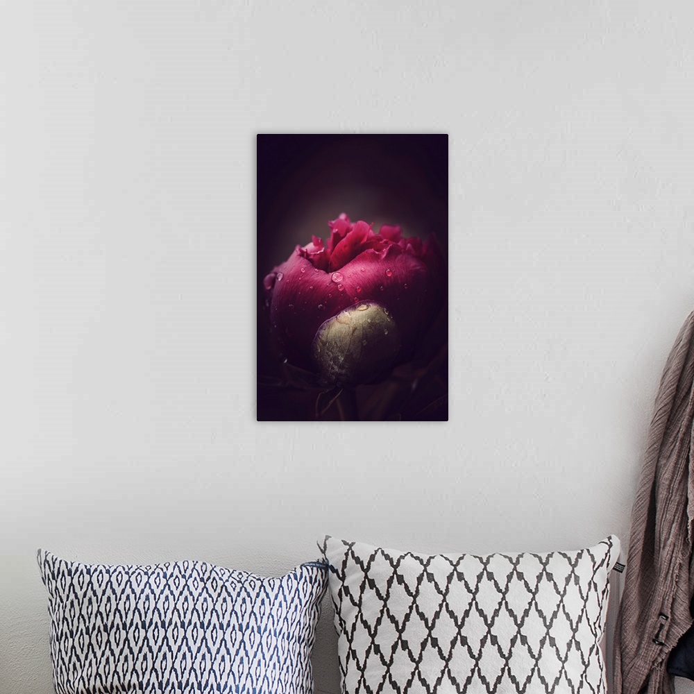 A bohemian room featuring Close up on a peony bud opening with dew drops