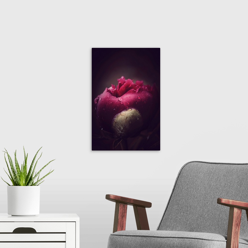 A modern room featuring Close up on a peony bud opening with dew drops