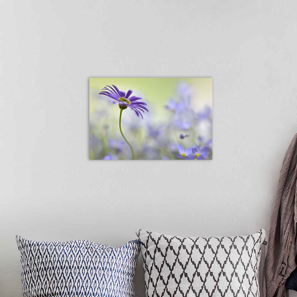 A bohemian room featuring A macro photograph of a purple surrounded by soft blue flowers.