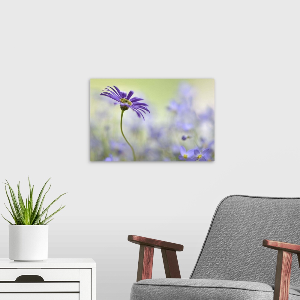 A modern room featuring A macro photograph of a purple surrounded by soft blue flowers.