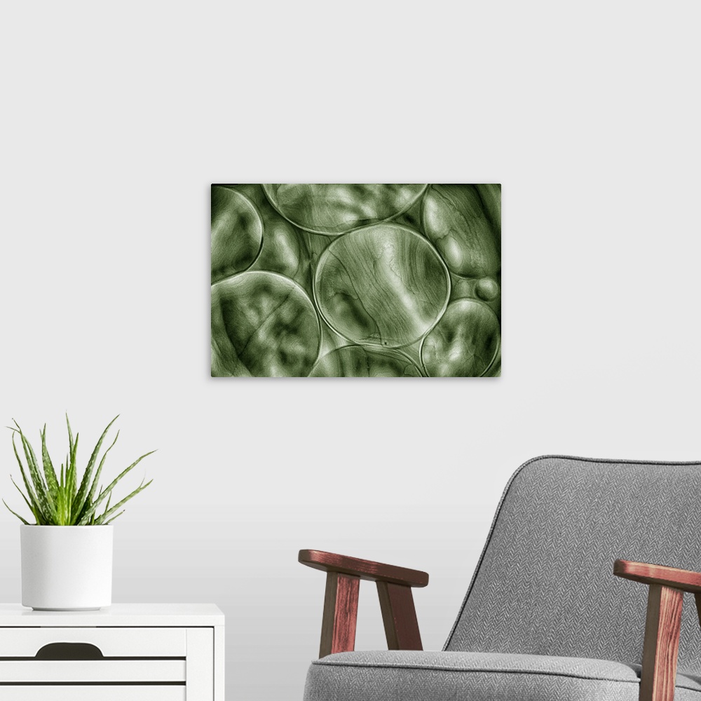 A modern room featuring Green Cells