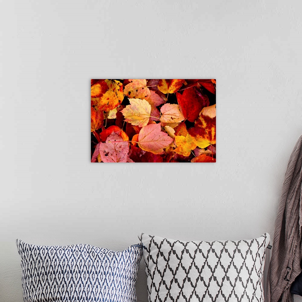 A bohemian room featuring Photograph of wet autumn leaves covering the ground.