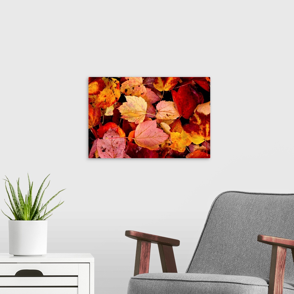 A modern room featuring Photograph of wet autumn leaves covering the ground.