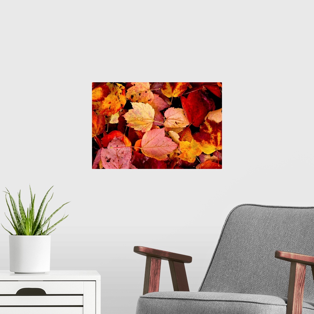 A modern room featuring Photograph of wet autumn leaves covering the ground.