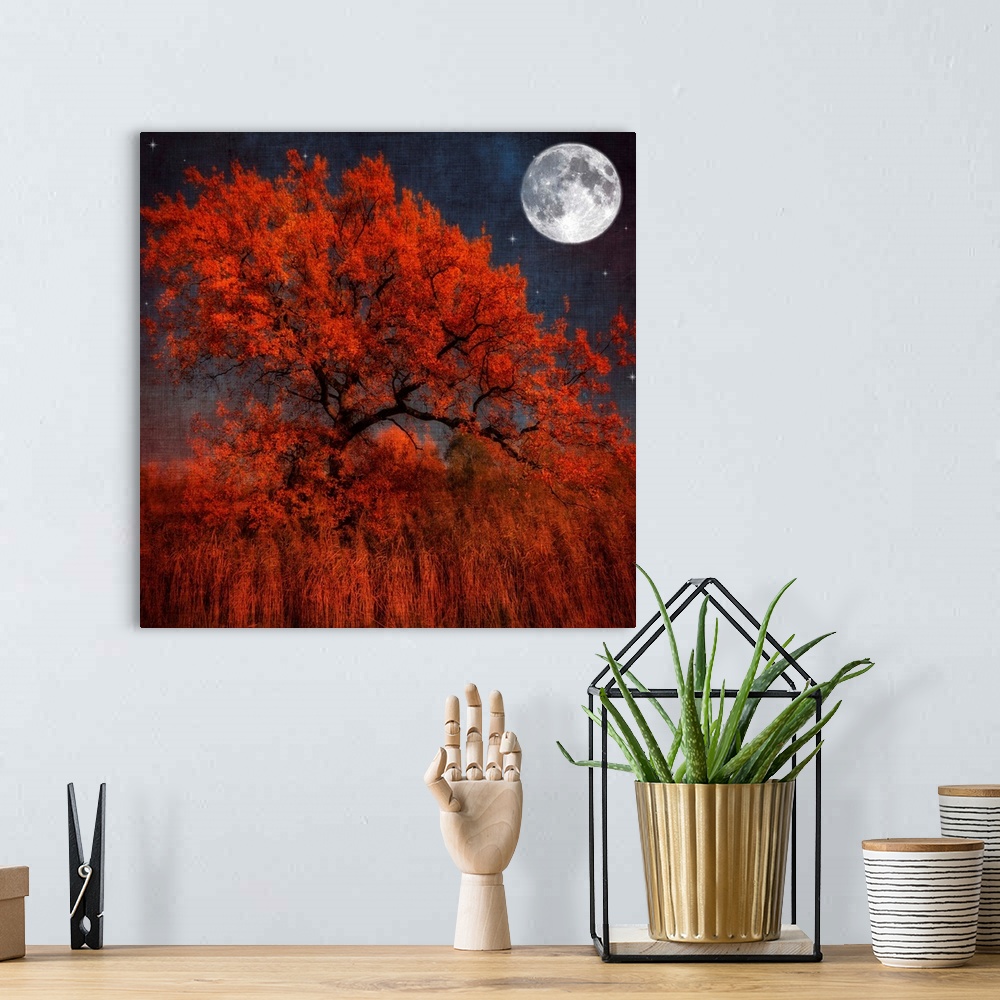 A bohemian room featuring A large tree with autumn leaves sits in a field of tall orange grass. A full moon and several sta...