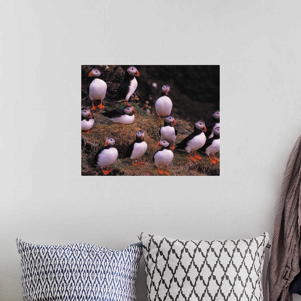 A bohemian room featuring Puffins