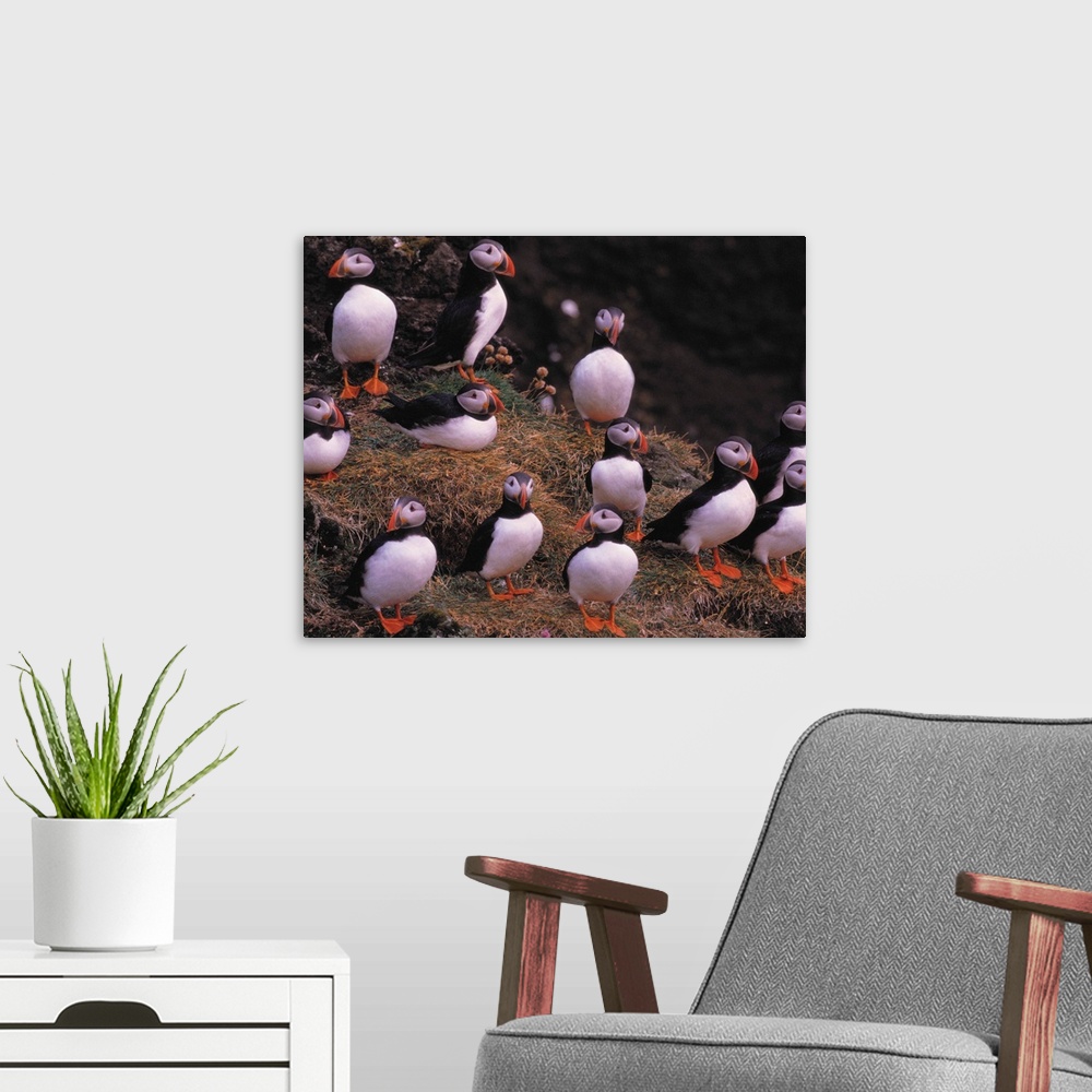 A modern room featuring Puffins