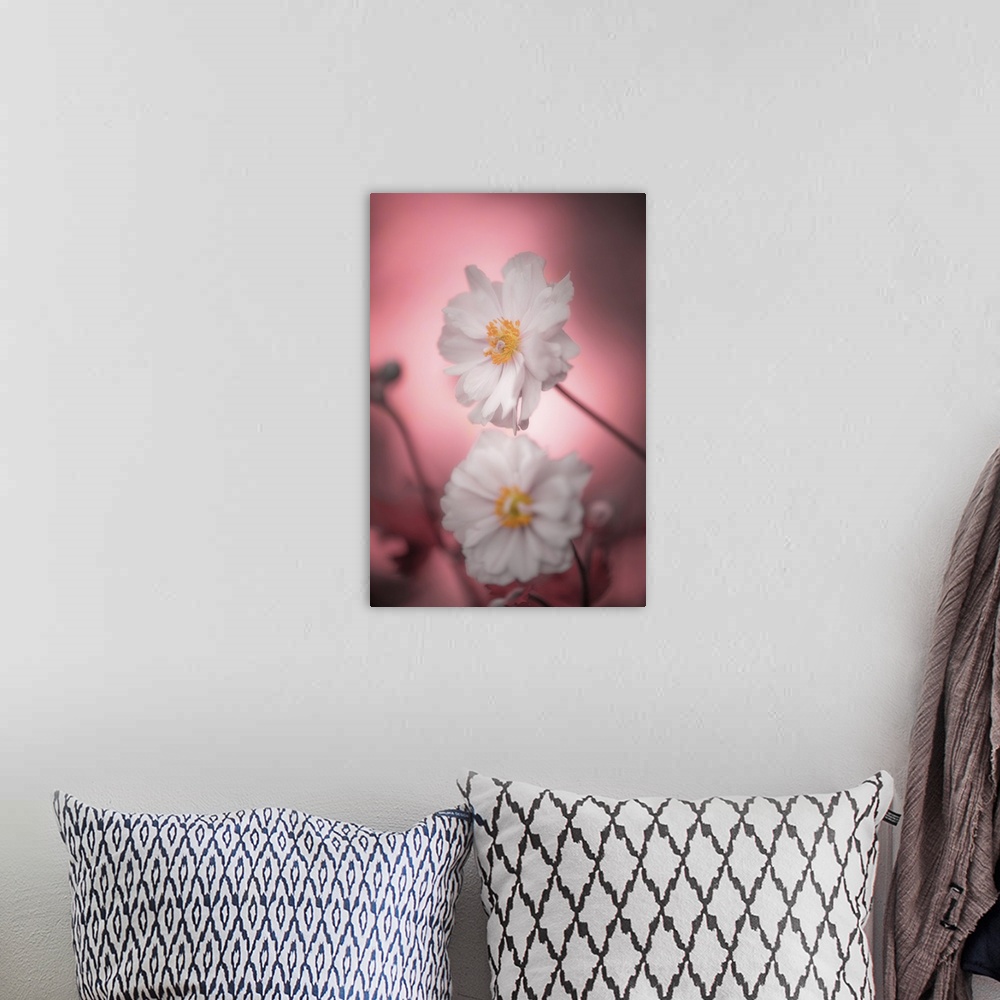 A bohemian room featuring Close-up of two white anemones on a pink background.