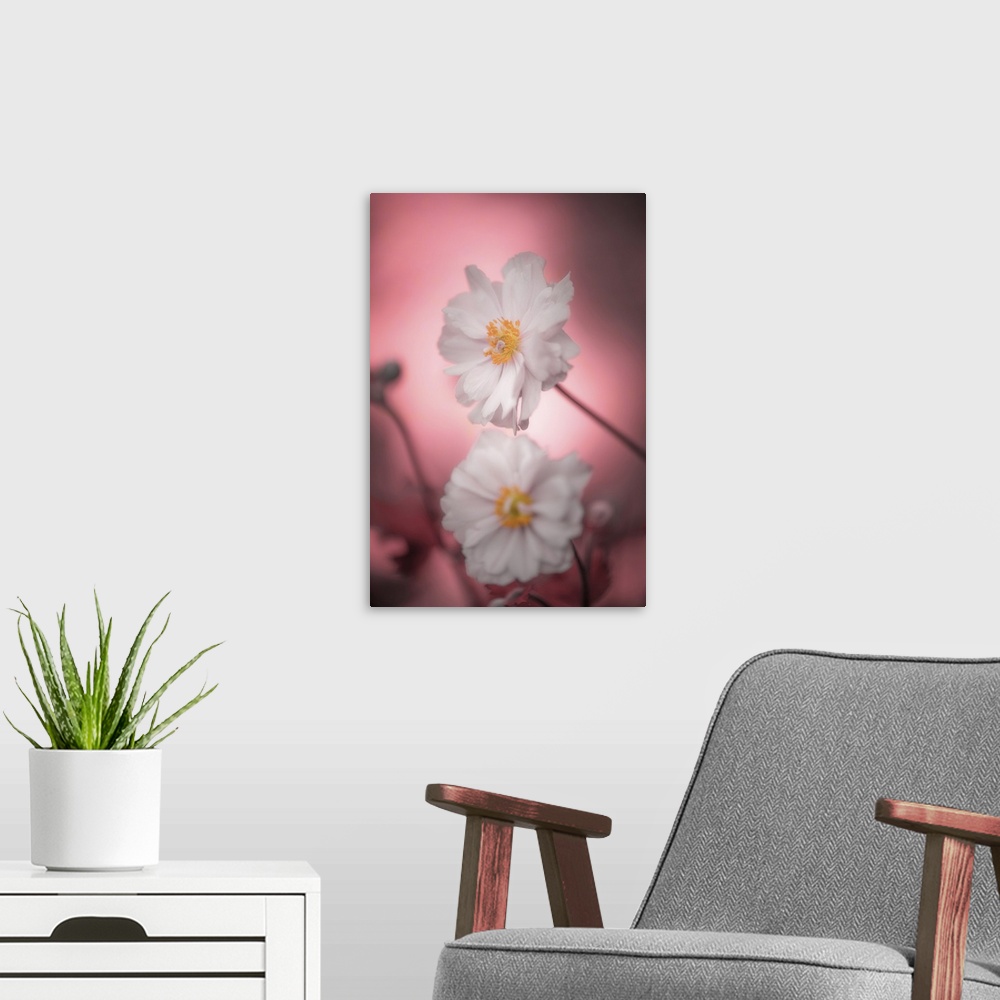 A modern room featuring Close-up of two white anemones on a pink background.
