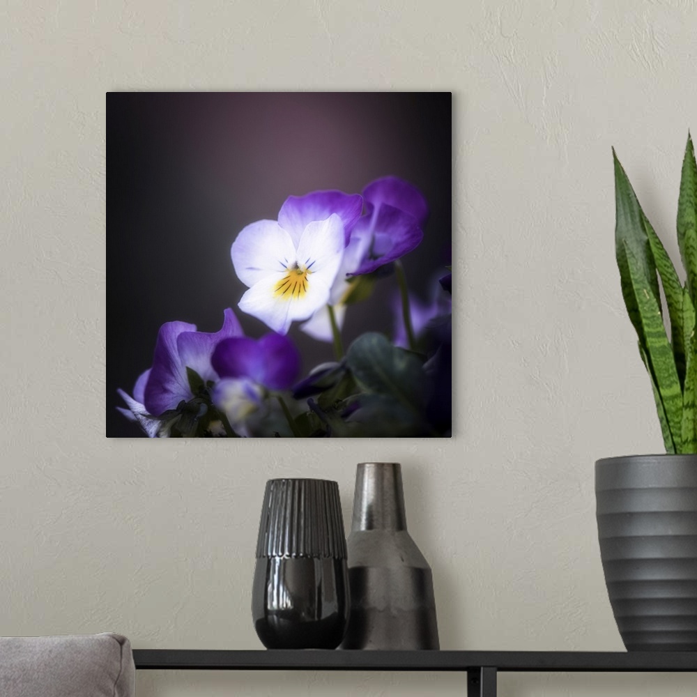 A modern room featuring Purple pansies