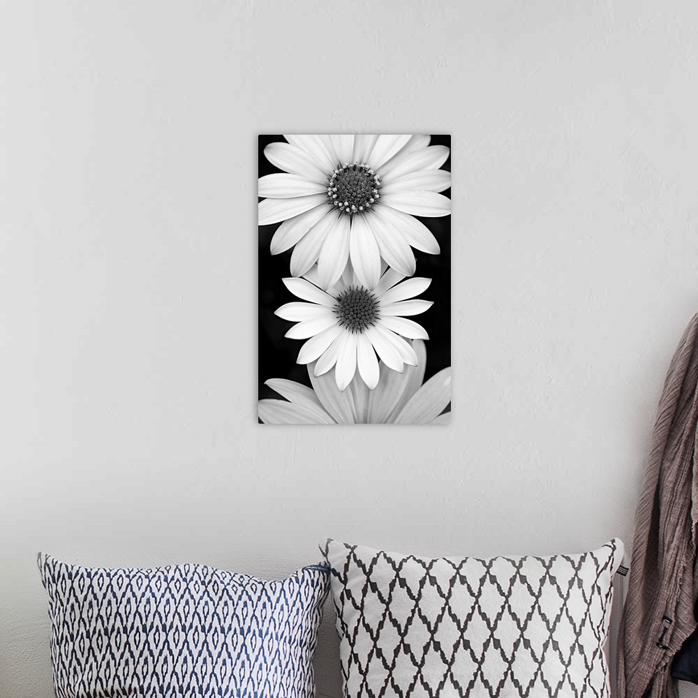 A bohemian room featuring Daisy closeup in black and white