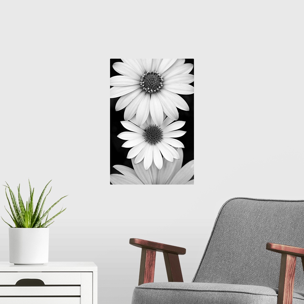 A modern room featuring Daisy closeup in black and white